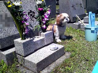 墓石と犬。